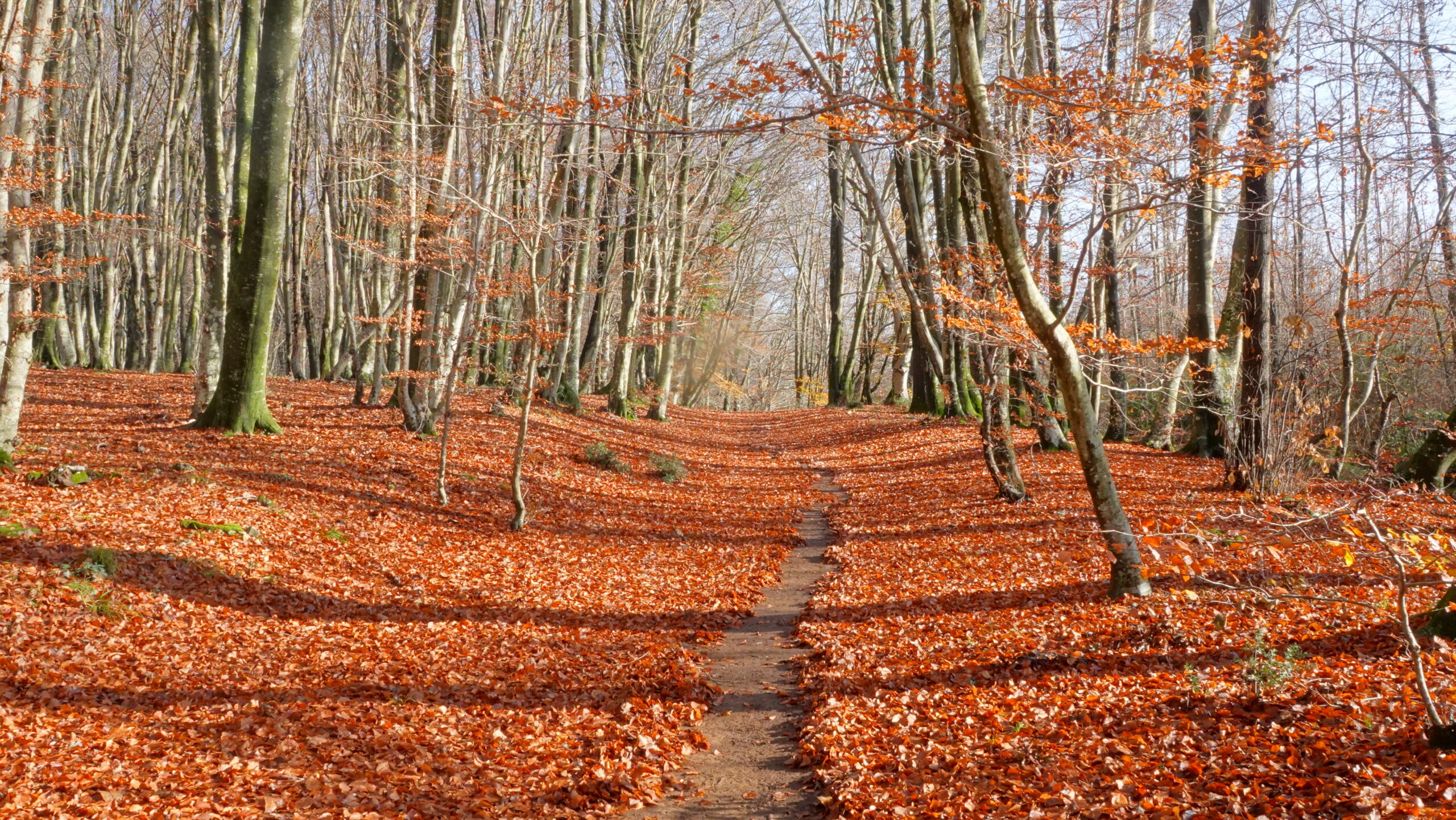Trekking Lago di Bracciano, faggete Unesco - Cammino Mediterraneo (59)
