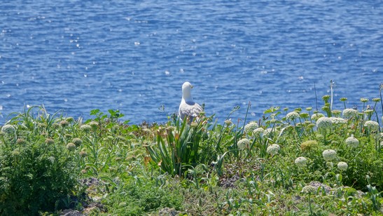 Trekking Isola di Giannutri - Cammino Mediterraneo (105)